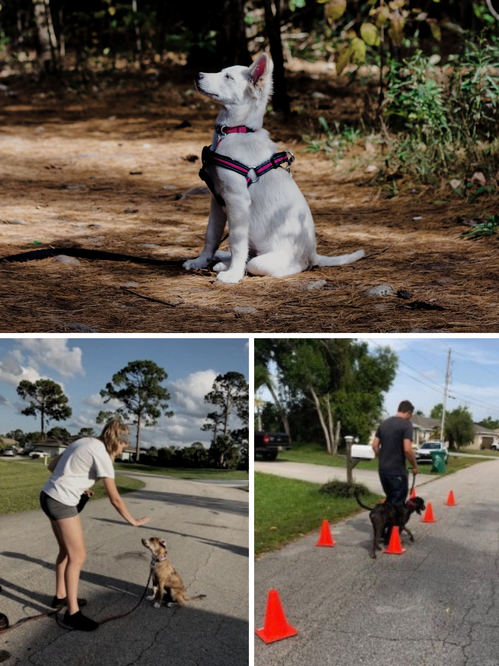 SCSU students reflect on 9/11 with help from comfort dogs – NBC