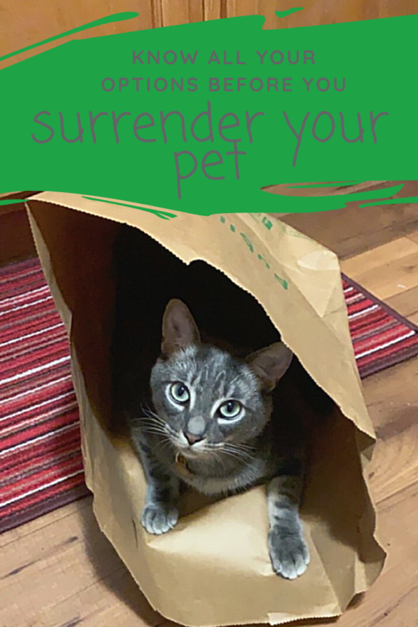 Make sure you have explored all of your options for keeping your pet