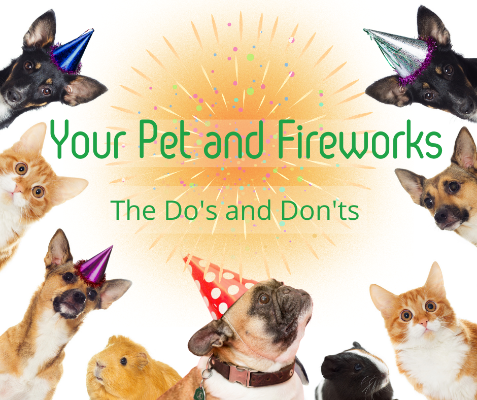 pet and fireworks