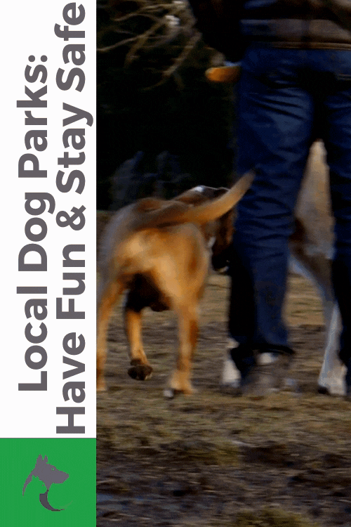 Local Dog Parks: Have Fun & Stay Safe