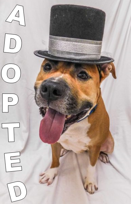 cole-adopted-at-the-hsslc Cole, adopted at the Humane Society of St. Lucie County