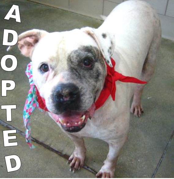 leia-adopted-at-the-hsslc Leia, adopted at the HSSLC