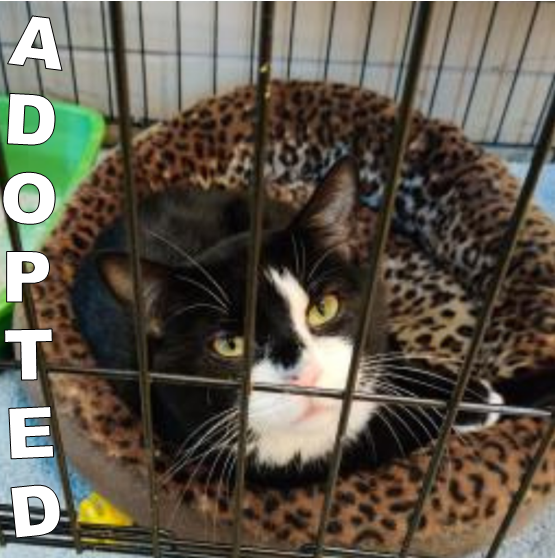 Nugget-adopted-at-the-hsslc Nugget, adopted at the Humane Society of St. Lucie County