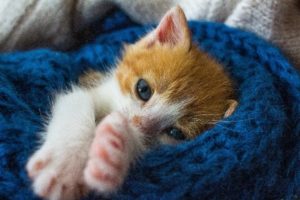 Proper Kitten Care