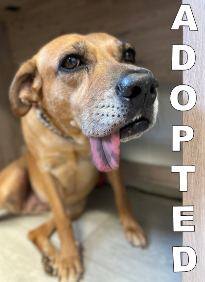 sweetie-adopted-at-the-humane-society-of-st-lucie-county Sweetie, adopted at the Humane Society of St. Lucie County