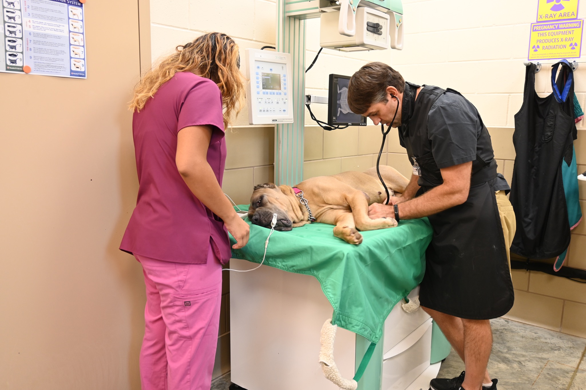 Comprehensive care by Dr. Stanton, veterinarian at the Humane Society of St. Lucie County wellness center