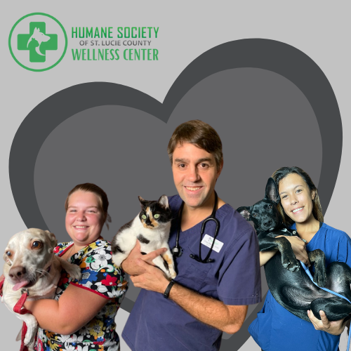 Dr. Stanton, veterinarian at the Humane Society of St. Lucie County wellness center