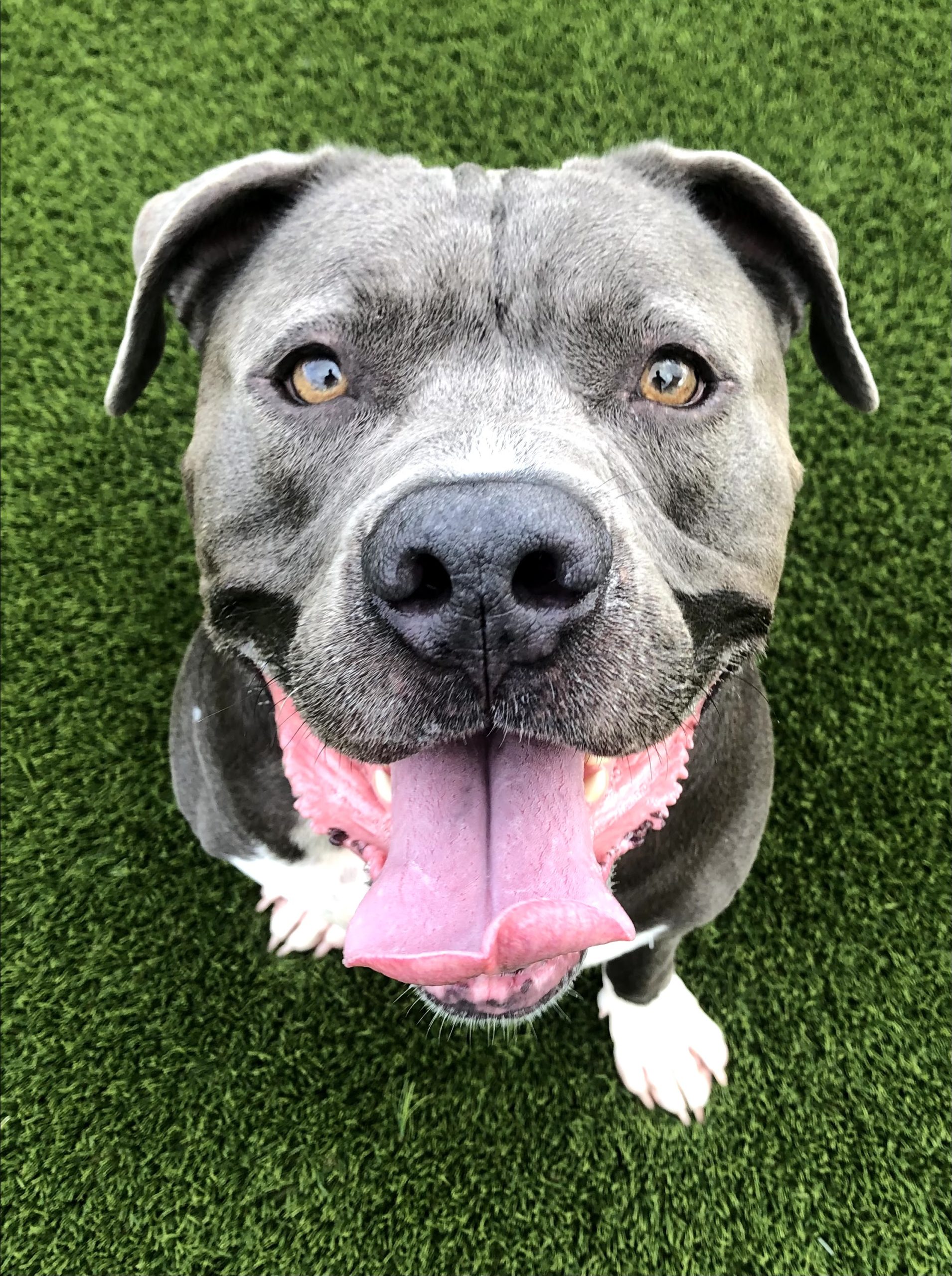 Blue, June 2021 Featured Pet of the Month