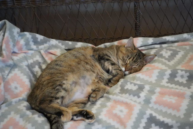 cats during flea season