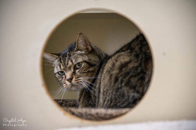 International Homeless Animals Day at the Humane Society of St. Lucie County