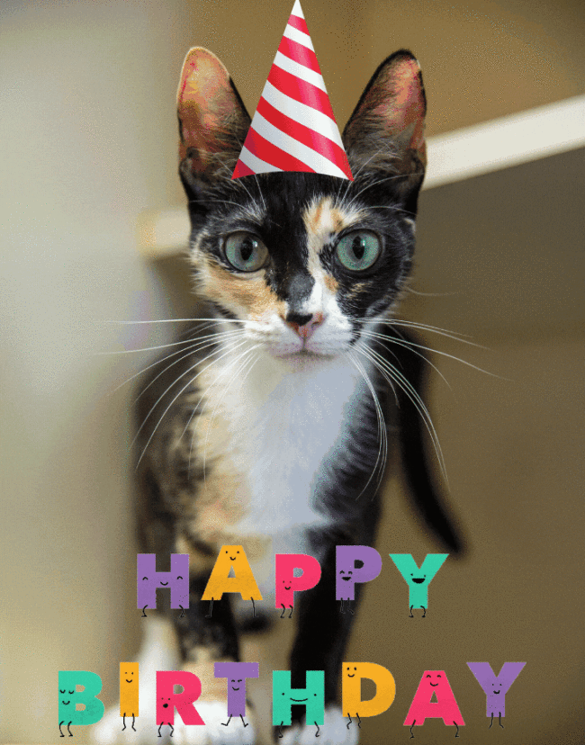 Catober 1st at the Humane Society of St. Lucie County