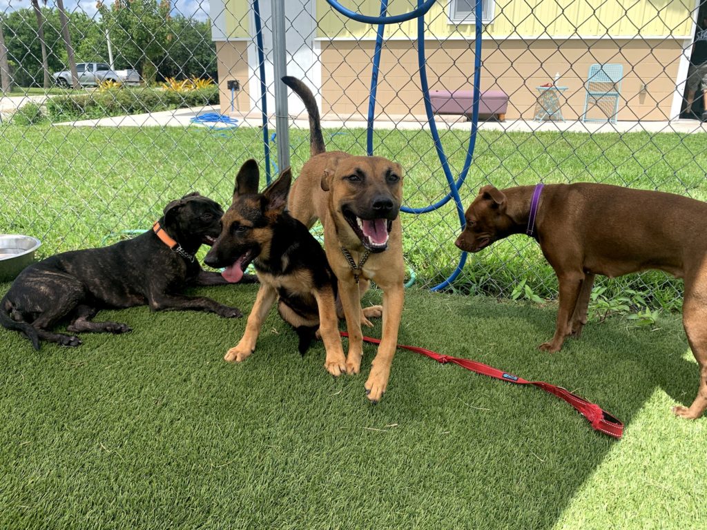 Enrichment Program at the Humane Society of St. Lucie County