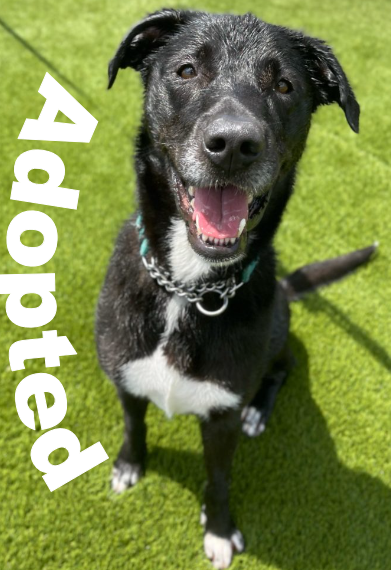 Skye-adopted-at-the-hsslc Skye, adopted from the HSSLC