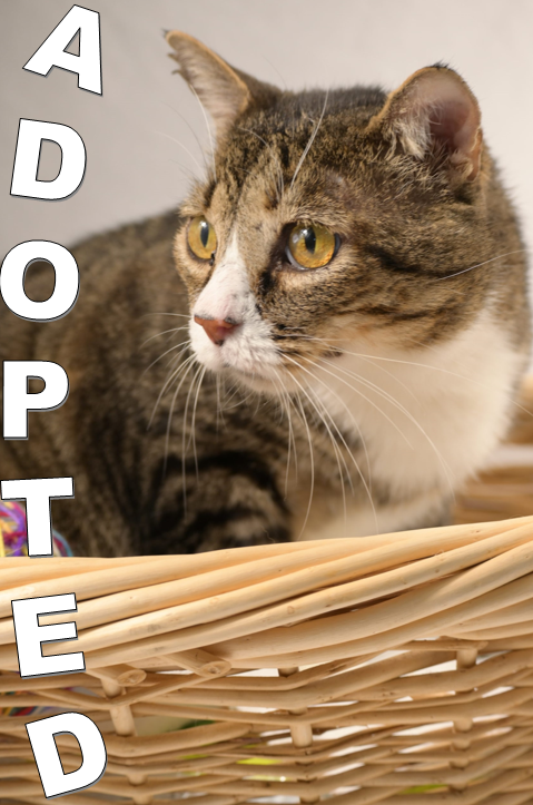 Harvey, adopted at the Humane Society of St. Lucie County