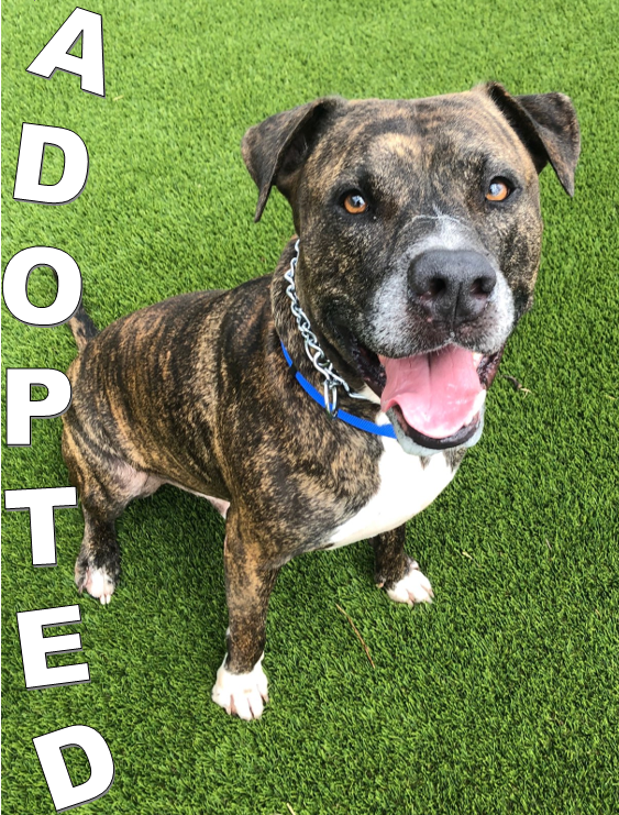 jack-adopted-at-the-hsslc Jack, adopted at the HSSLC