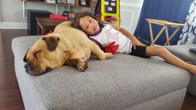 Dog Adopted from the Humane Society of St. Lucie County