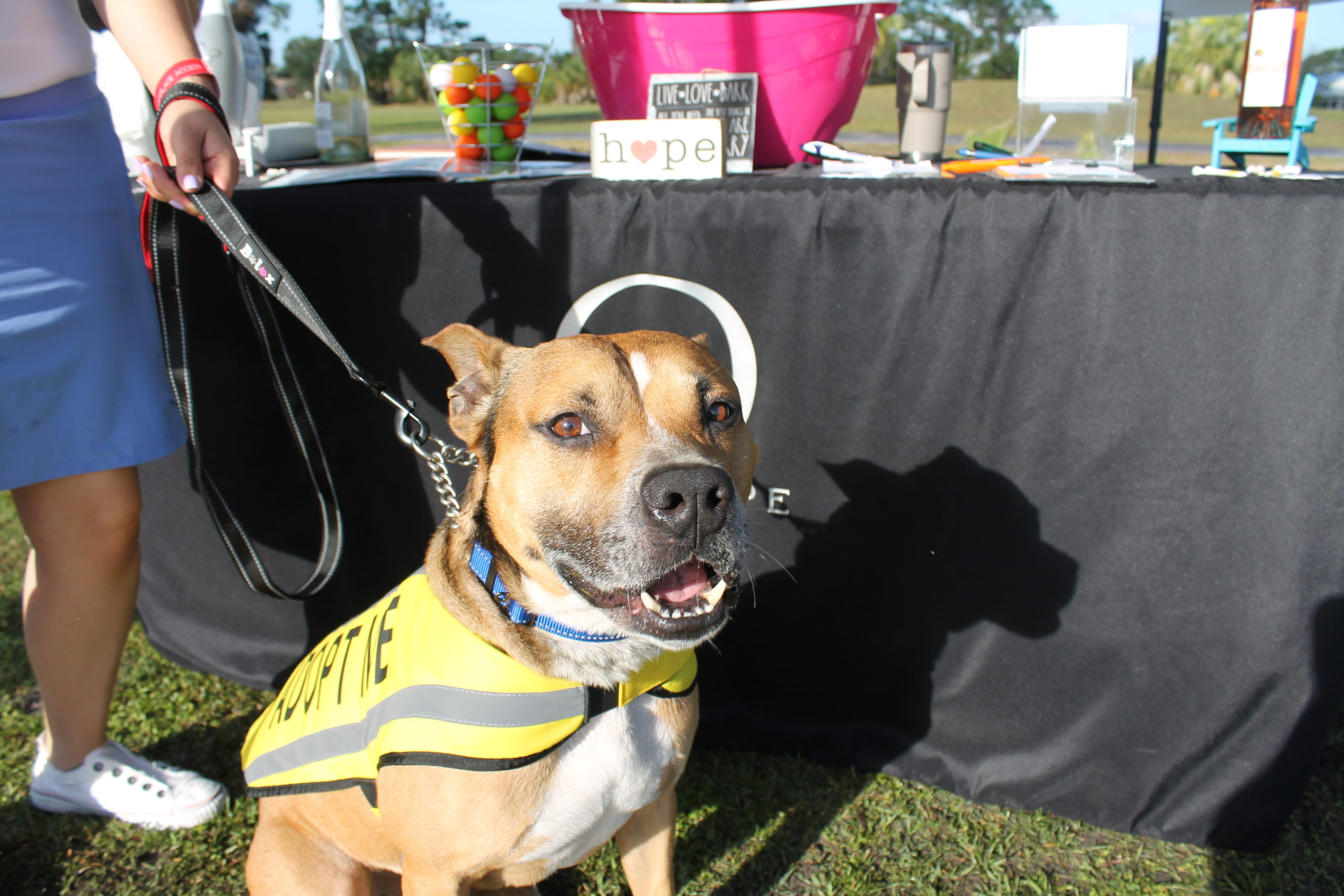 Wesley, the Humane Society of St. Lucie County's Featured Pet of the Month