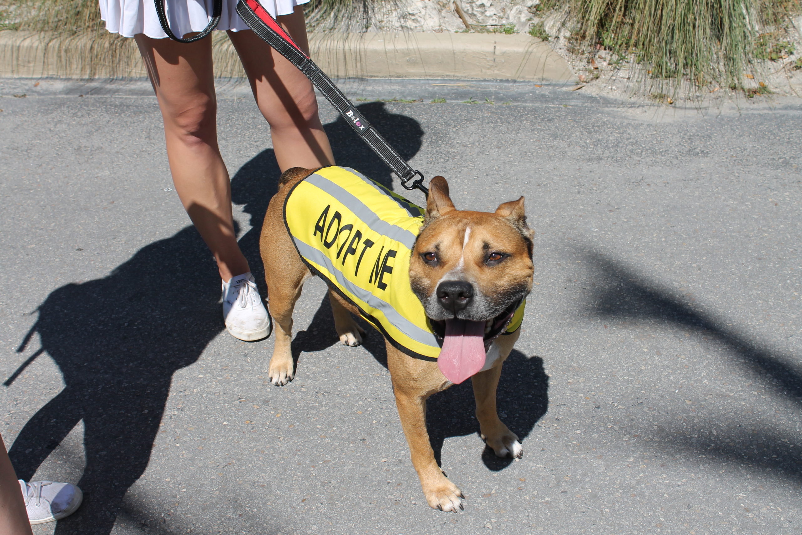 Wesley, the Humane Society of St. Lucie County's Featured Pet of the Month