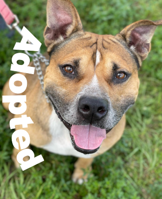 Wesley, adopted from the hsslc