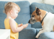 Safely Introduce Your Rescue Dog to Your Newborn Baby