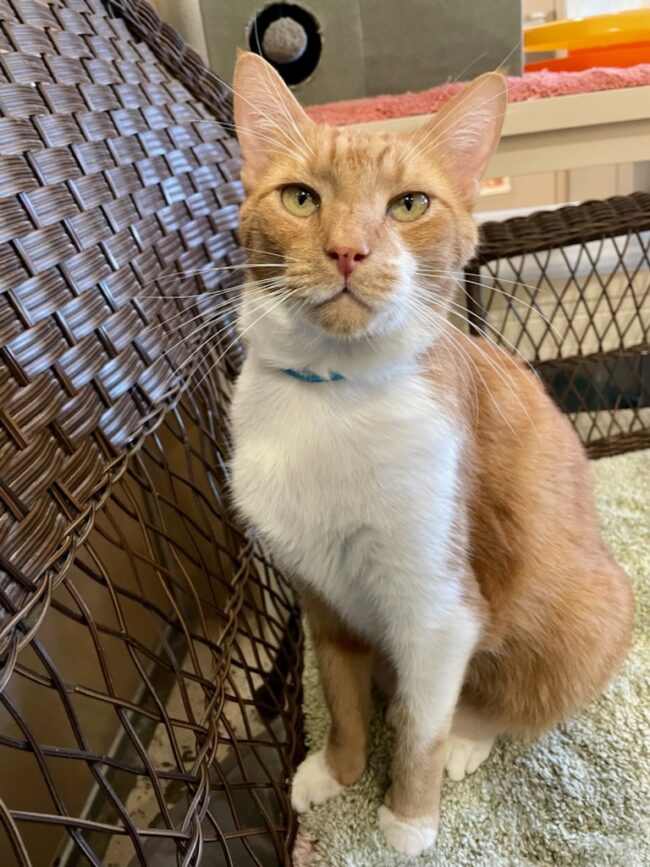 maximus-at-animal-shelter-in-port-st-lucie Maximus, cat at animal shelter in Port St. Lucie
