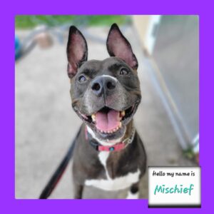 Mischief, dog of the month available for adoption at the humane society of st lucie county