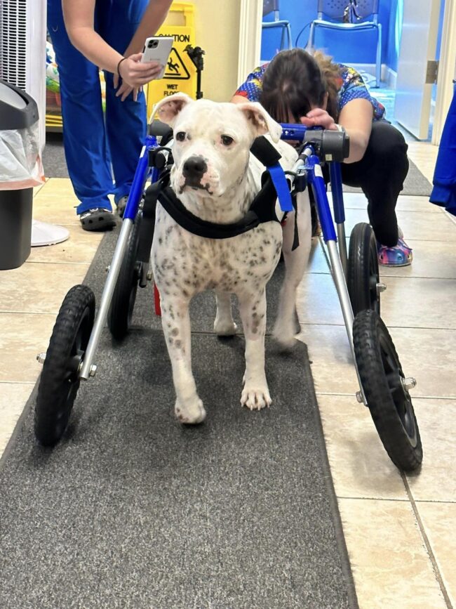 belle-dog-recovering-thanks-to-humane-socety-of-slc Belle, dog recovery thanks to emergency medical fund