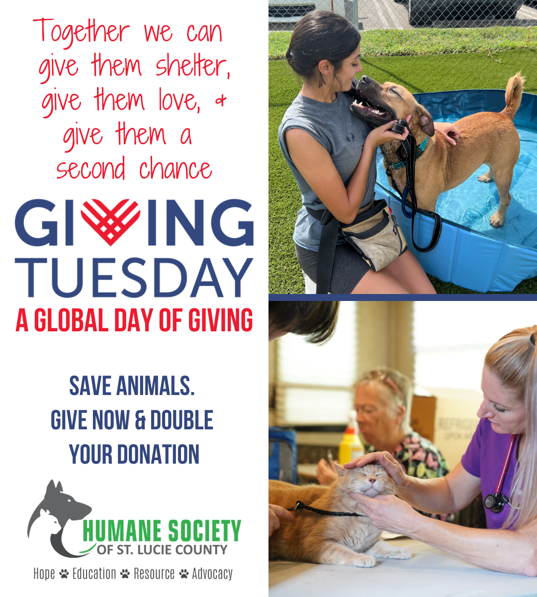 Giving Tuesday to Help Animals