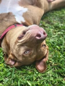 Red, available for adoption in Port St. Lucie 