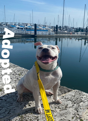 casper-adopted-from-the-humane-society-of-st-lucie-county Casper, adopted from the Humane Society of St. Lucie County