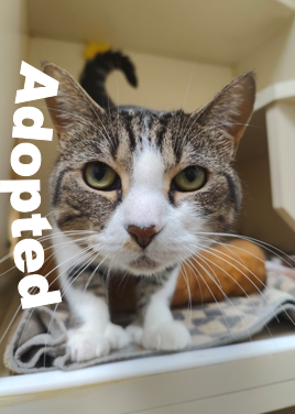 izzy-adopted-from-the-humane-society-of-st-lucie-county Izzy, adopted from the Humane Society of St. Lucie County