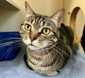 Sierra, cat available for adoption in Port St. Lucie