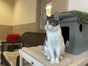 Betsy, cat available for adoption in Port St. Lucie