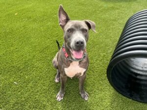 Ace, a dog available for adoption in Port St. Lucie
