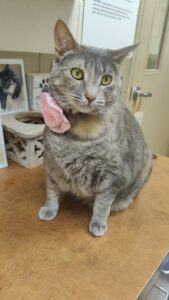 Lily, cat available for adoption in Port St. Lucie