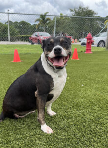Lucy, a dog available for adoption in Port St. Lucie