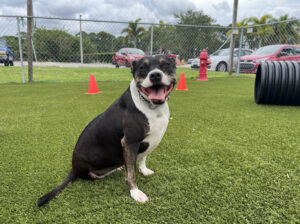 Lucy, a dog available for adoption in Port St. Lucie