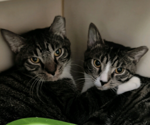 Cliff and Clover, cats available for adoption in Port St. Lucie