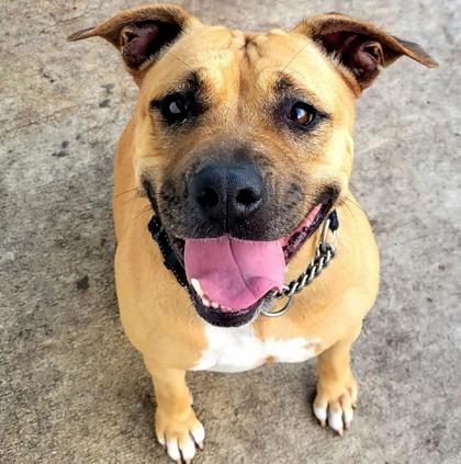 May 2023 Dog of the Month - Humane Society of St. Lucie County