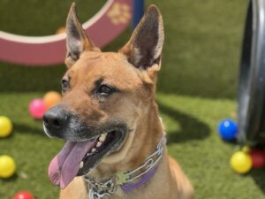 Argo, dog available for adoption in Port St. Lucie