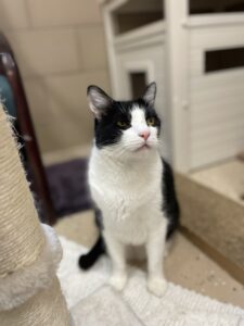 Booboo, cat available for adoption in Port St. Lucie