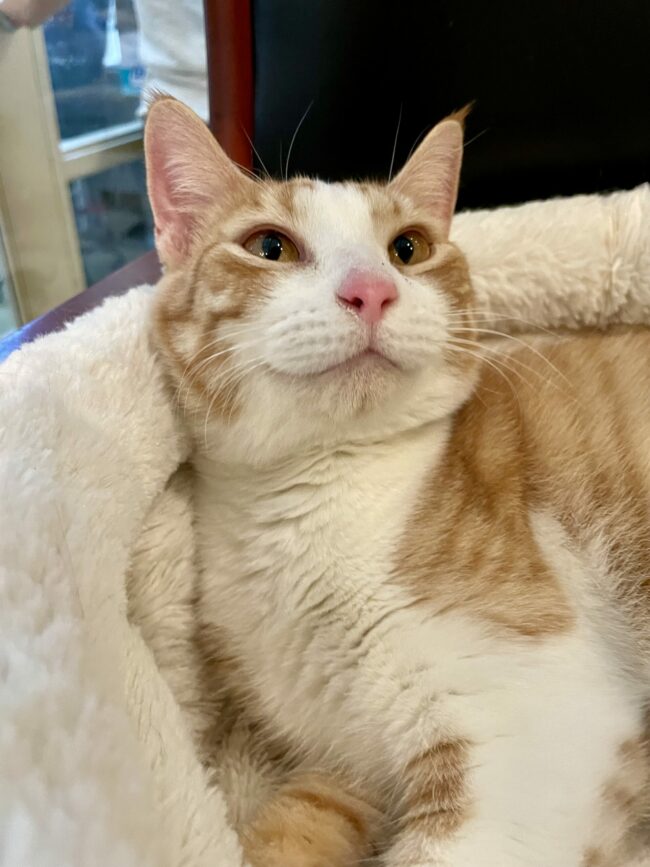 Goosey, cat available for adoption in Port St. Lucie