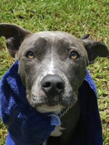 Malachai, dog available for adoption in Port St. Lucie