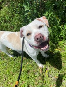 Jenny, a dog available for adoption in Port St. Lucie