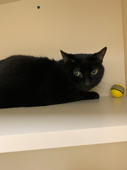 Oliver-cat-available-for-adoption