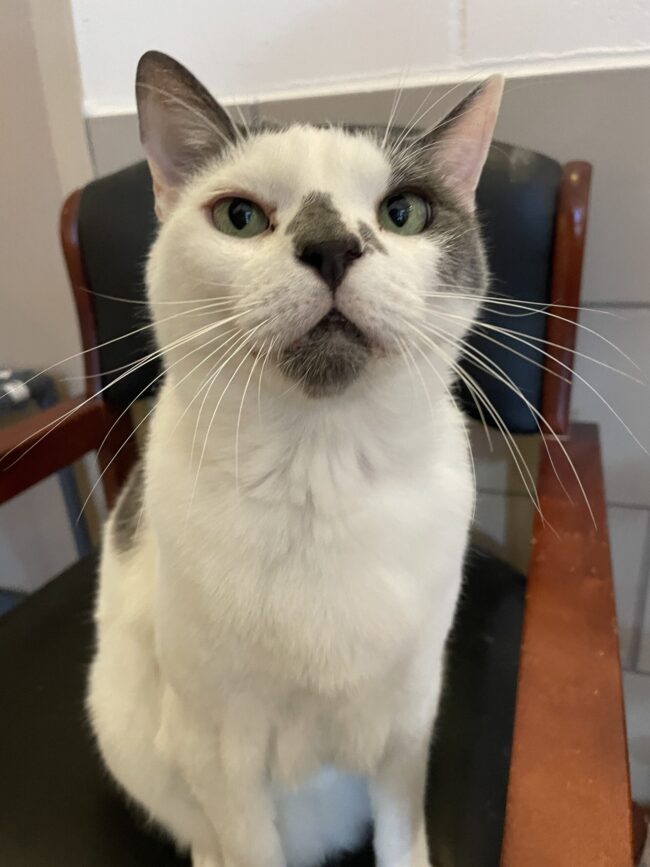 Mr. Lucky, cat available for adoption