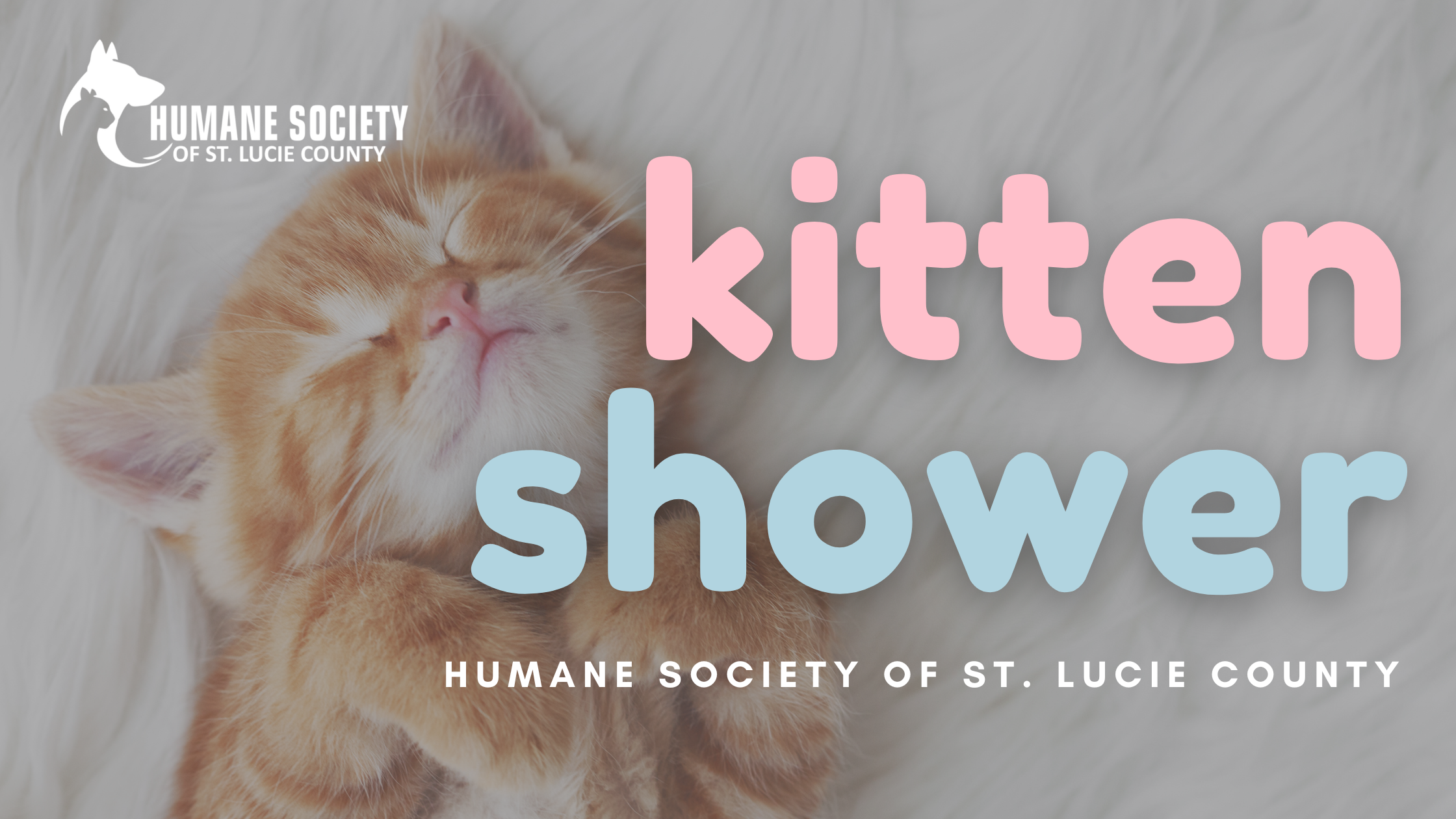 Kitten Shower at the Humane Society of St. Lucie County