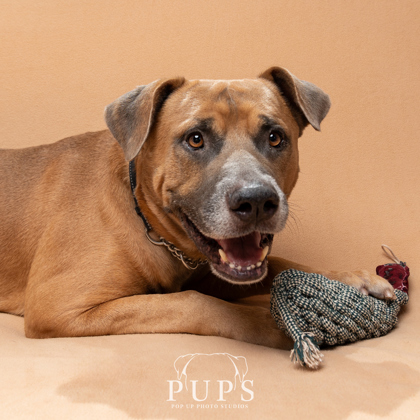 Jack-dog-available-for-adoption Jack, dog available for adoption