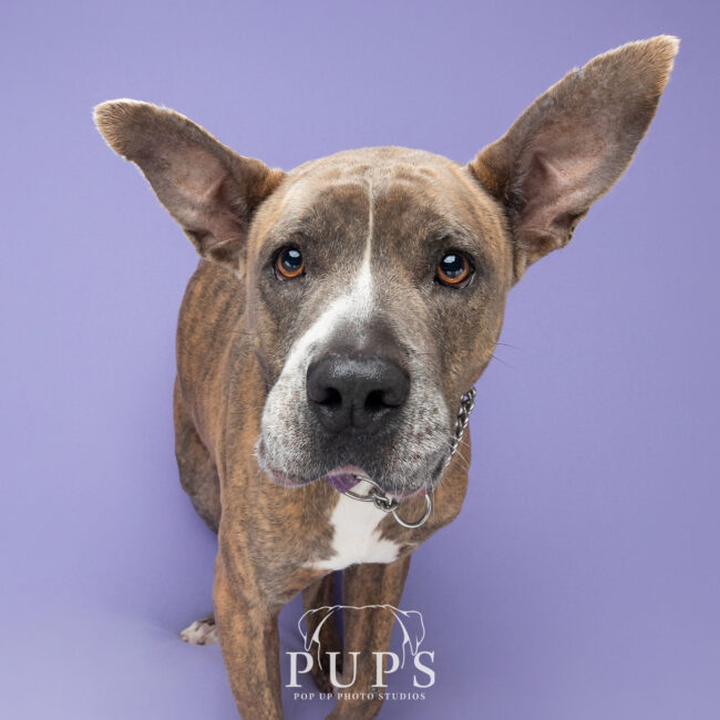 Lyla, dog available for adoption