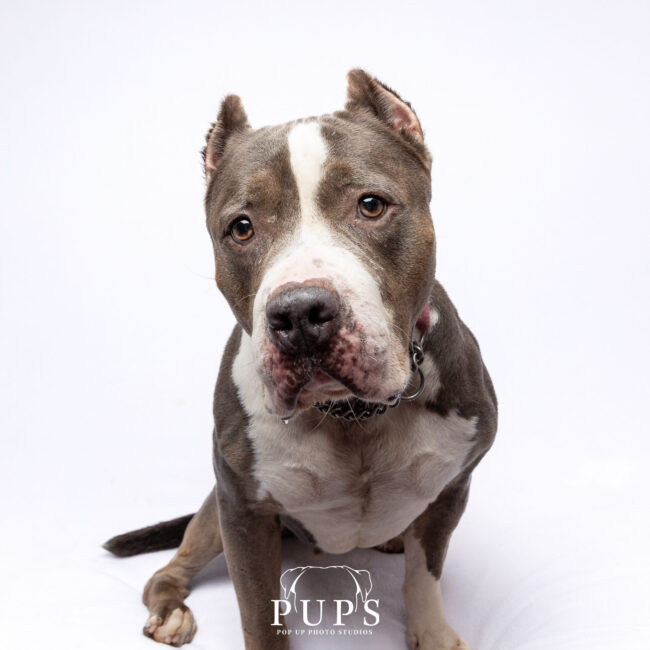 diamond-dog-available-for-adoption Diamond, dog available for adoption